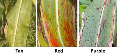 Genome-wide association study of plant color in Sorghum bicolor